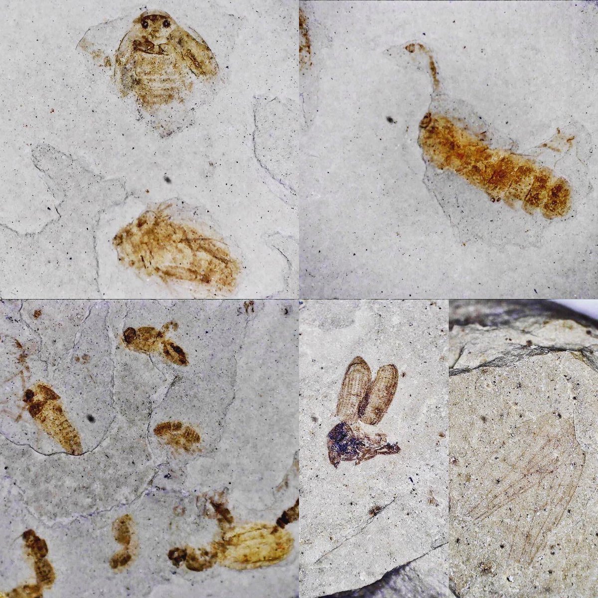 dr_dappleton's tweet photo. Not yet #FossilFriday but here are some #fossilinsects to ponder today just the same #fossil #fossils #insect #insectfossils #insects #macrophotography #celestrondigitalmicroscope #paleontology #Entomology #NaturePhotography #nature #fossilphotography https://t.co/XsWlUSMurv
