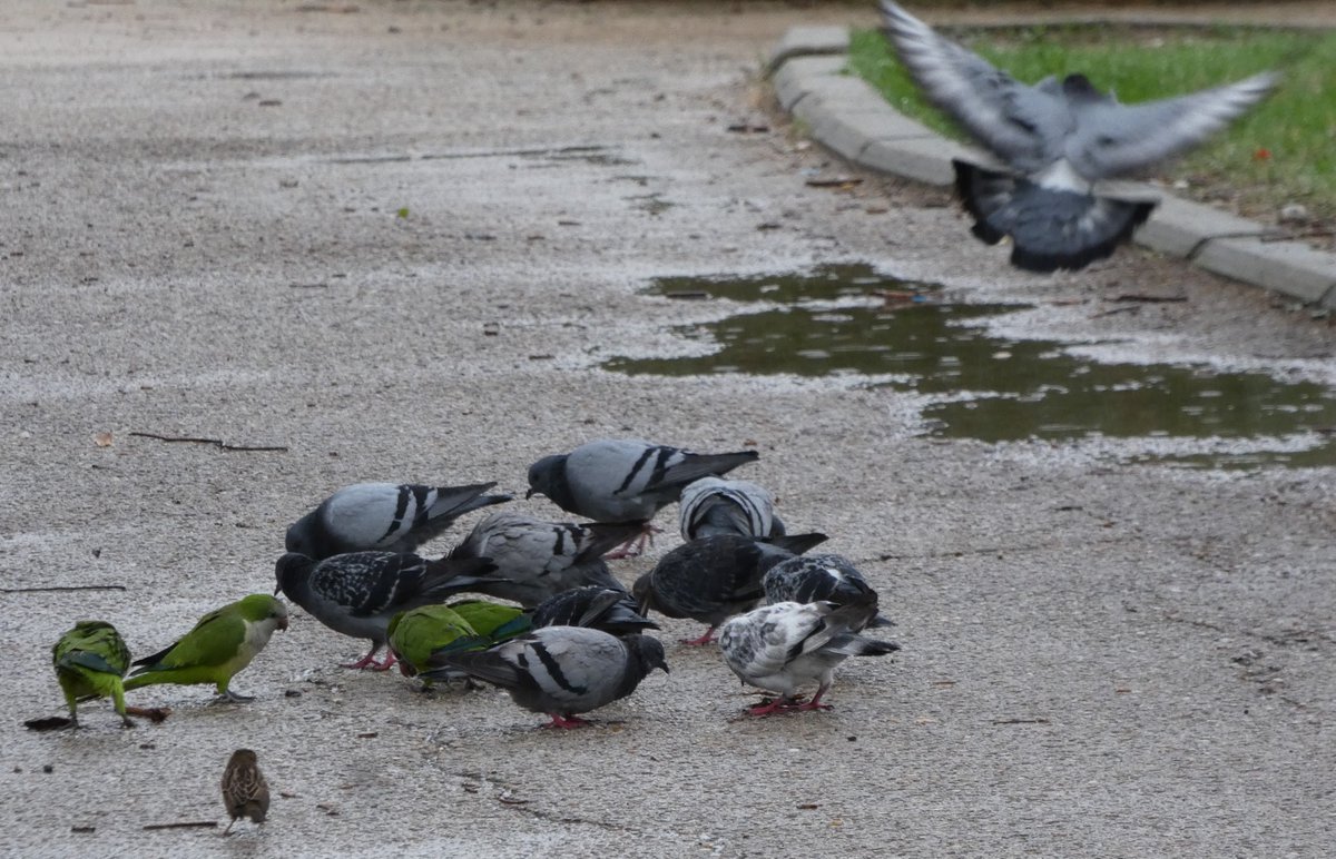 AverAves's tweet photo. Nos acostamos muy tristes en @AverAves, sabiendo que el Ayuntamiento de @MADRID está matando cotorras argentinas en parques de la ciudad, donde abrimos nuestras aulas con escolares. https://t.co/Mcs4PUZdfU