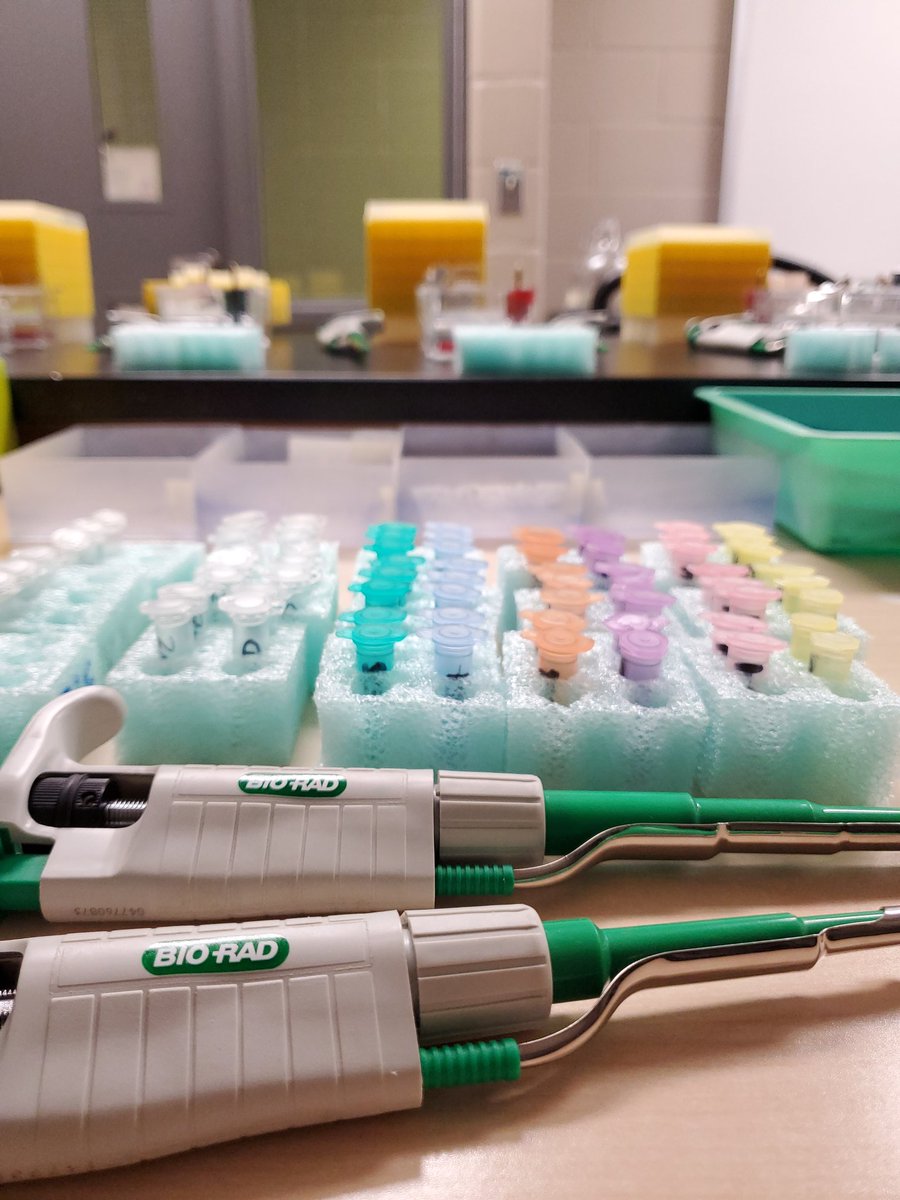 A day working on solving a little mystery   😃 <a href="/claytell/">claytell</a> <a href="/SuzukiScience/">C. Ellis</a> <a href="/DavidSuzukiSS/">David Suzuki Secondary School</a>