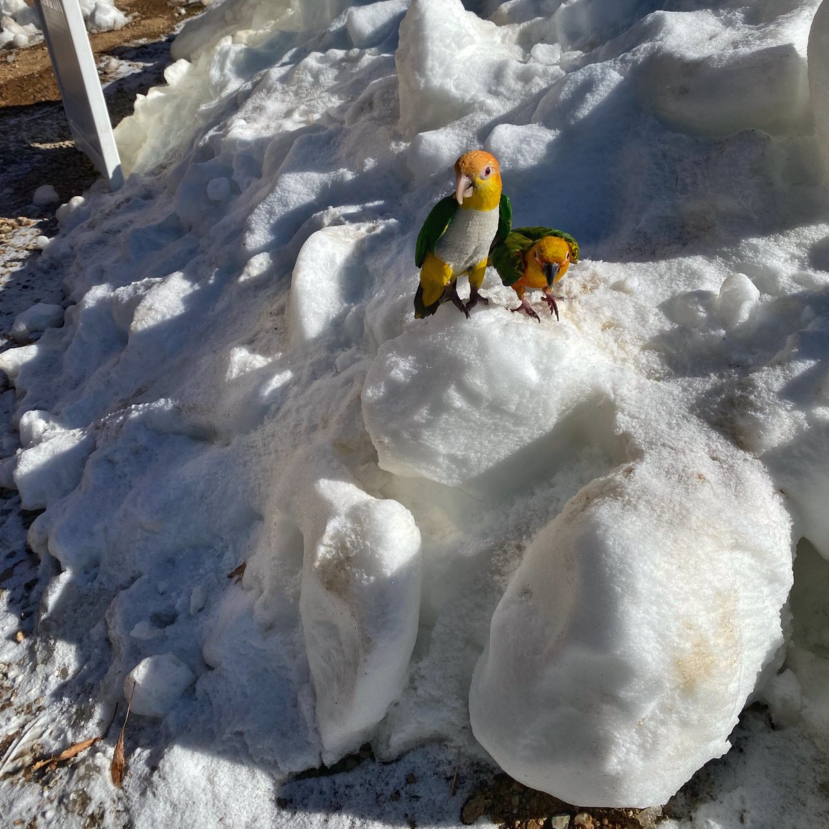 DixieTheCaique tweet media