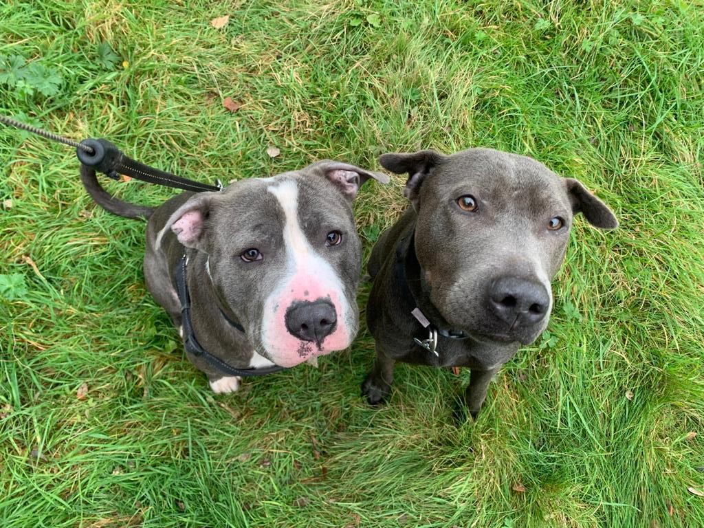RSPCAHerefordshire (@rspcahereford) on Twitter photo ๐พ Stormzy & Nala are looking for a forever home ๐พ
If you would like to have a chat with us further about Nala and Stormzy, please contact the Herefordshire Branch on 0300 330 1451 or rspcahereford@yahoo.co.uk
#dogsoftwitter #rehoming #adoptme #fosteradog #hereford ๐พ Stormzy & Nala are looking for a forever home ๐พ
If you would like to have a chat with us further about Nala and Stormzy, please contact the Herefordshire Branch on 0300 330 1451 or rspcahereford@yahoo.co.uk
#dogsoftwitter #rehoming #adoptme #fosteradog #hereford