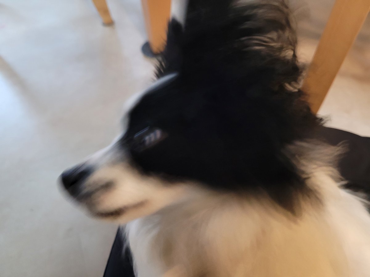 JackThePapillon's tweet photo. Happy Thanksgiving! 🦃🦃🦃 https://t.co/QfCuuFIrgk