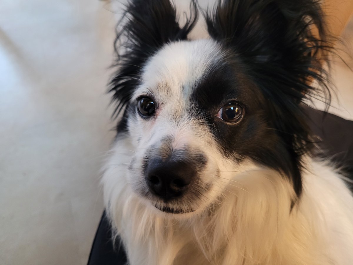 JackThePapillon's tweet photo. Happy Thanksgiving! 🦃🦃🦃 https://t.co/QfCuuFIrgk