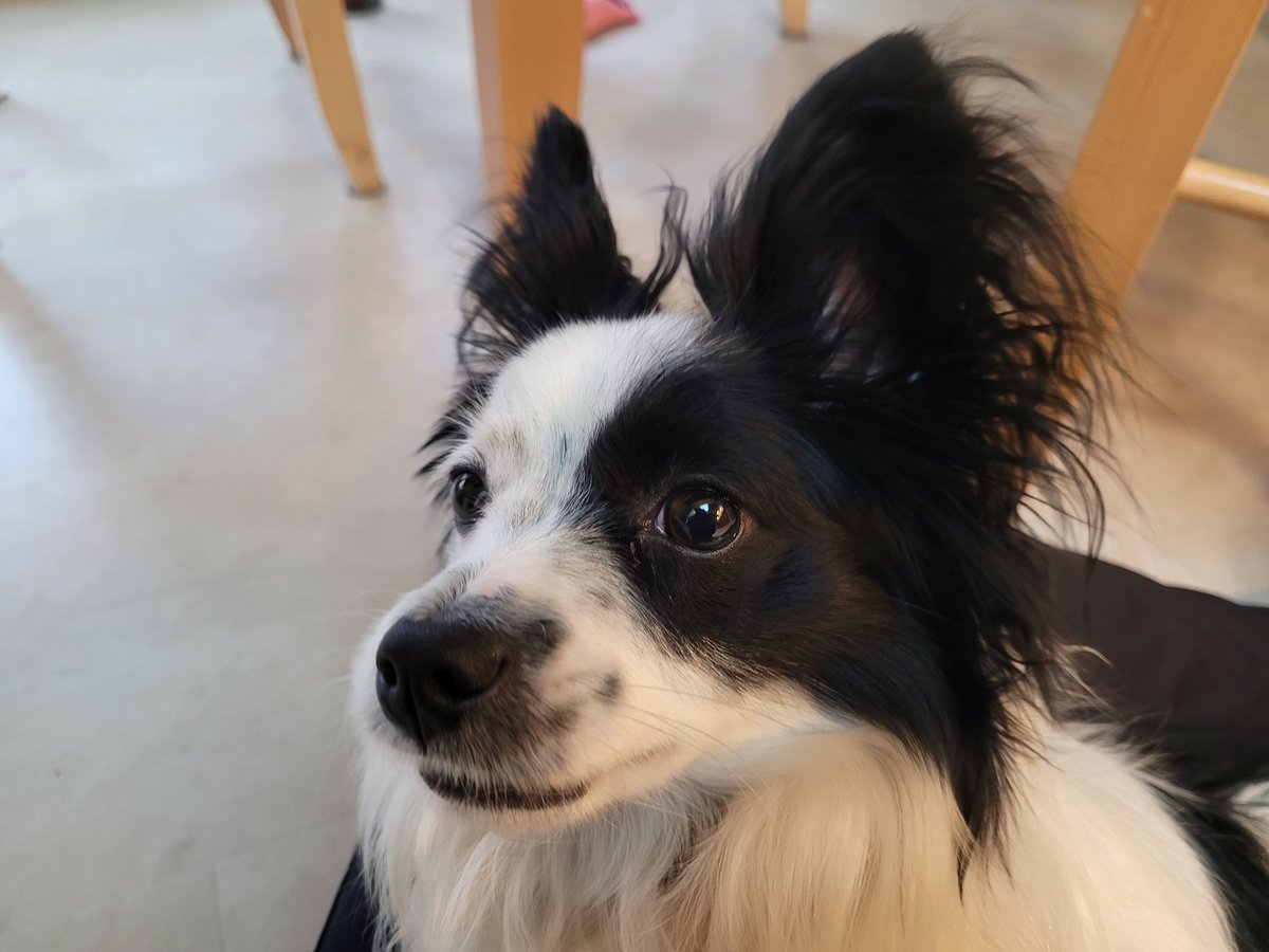 JackThePapillon's tweet photo. Happy Thanksgiving! 🦃🦃🦃 https://t.co/QfCuuFIrgk