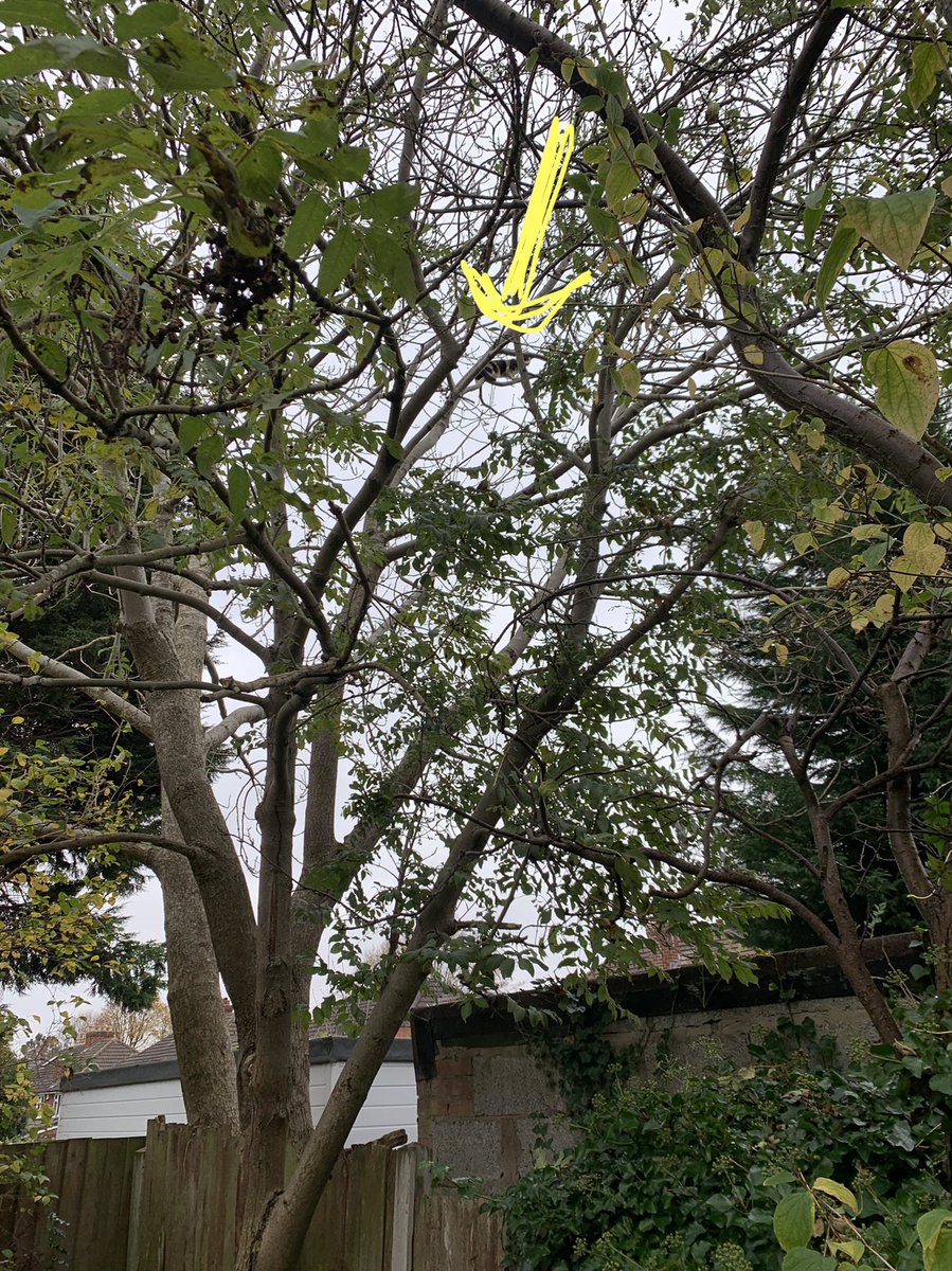Still feel sick when I look at how far Oreo got stuck up the tree. Never want to let her outside again😭😭😭 anyone know ways to cat proof trees so they can’t climb them?