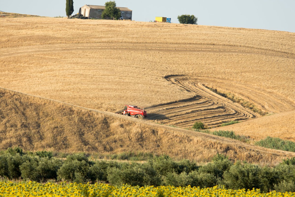 OneGarlic's tweet photo. En #Santaella a la vista está que no todo son ajos🤪

¡Qué paisajes nos regala la Campiña!😍
.
.
#PeregrinOneGarlic 💚#TodoAllGreen
#Santaella #Córdoba #Almería #Pulpi
#newcrop #nuevacampaña https://t.co/Acd0fqL7XU