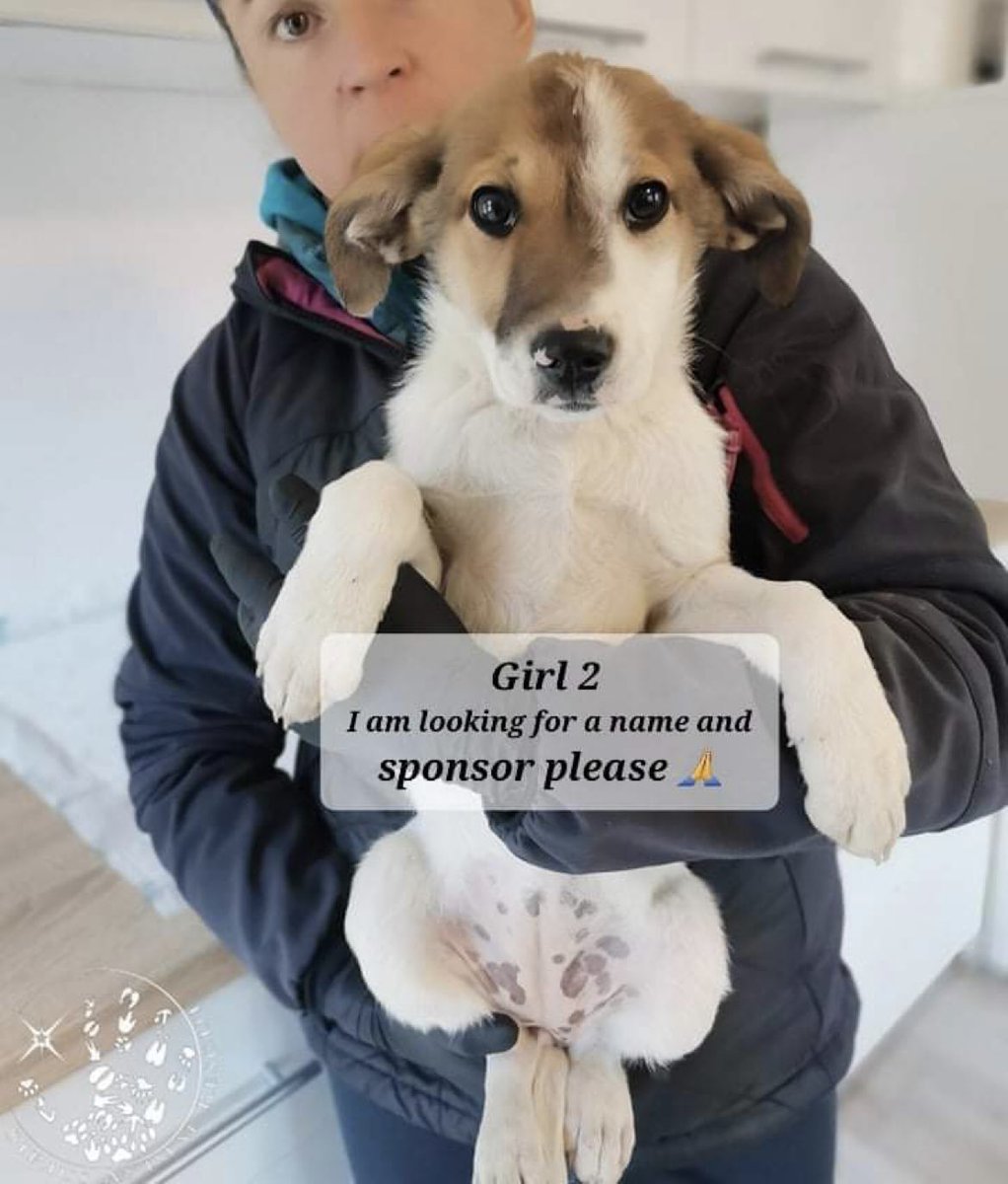 And another angel looking for a name and sponsor 🙏🏻🐶💞 #dogsoftwitter #spayandneuter #socialwork #animalwelfare #eq #dogrescue #siriusanimalrescue #inteligentaemotionala #sterilizeazanuabandona