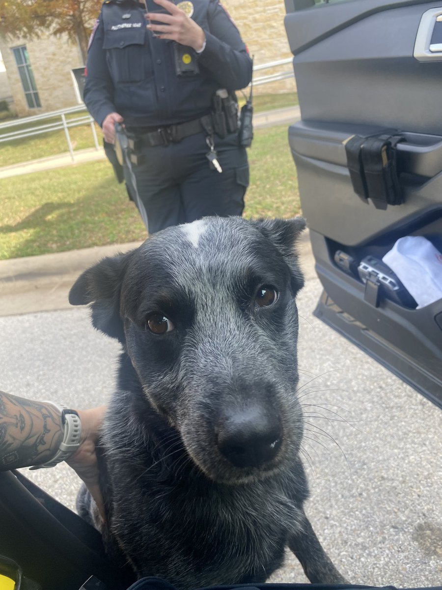 CedarParkPD's tweet photo. Anyone recognize this sweet boy? 

He was found by the New Hope Spur area by the Good Lot this morning and we don’t want him to be without his family this Thanksgiving.
 Call us if you know where he belongs! ☎️512-260-4600 https://t.co/bcKAOMWRHr