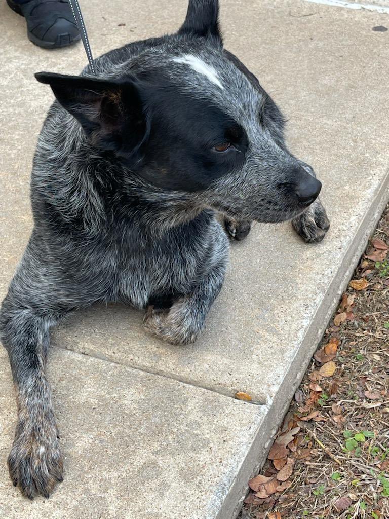 CedarParkPD's tweet photo. Anyone recognize this sweet boy? 

He was found by the New Hope Spur area by the Good Lot this morning and we don’t want him to be without his family this Thanksgiving.
 Call us if you know where he belongs! ☎️512-260-4600 https://t.co/bcKAOMWRHr
