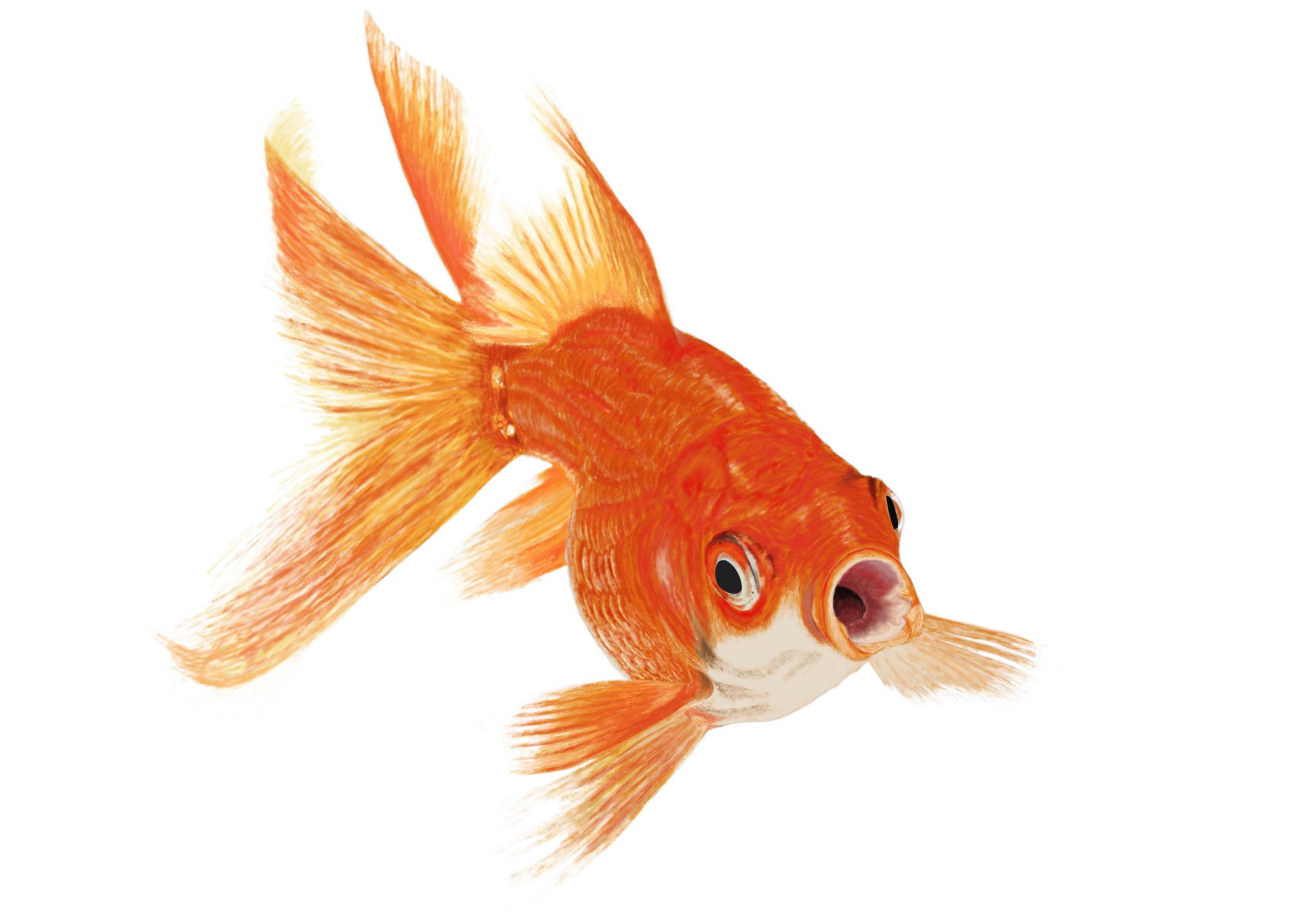 Twitter 上的 ファミちき先輩 おは養老渓谷 今日は26日 ツロー 釣ろう の日ということでリアルイラスト 金魚を描いてみたよ 寒くなってきたから 冷えないようにマフラーなどの防寒対策をしてね 冬の創作クラスタフォロー祭り イラスト イラスト好きさん Twitter 上的 ファミちき先輩 おは養老渓谷 今日は26日 ツロー 釣ろう の日ということでリアルイラスト 金魚を描いてみたよ 寒くなってきたから 冷えないようにマフラーなどの防寒対策をしてね 冬の創作クラスタフォロー祭り イラスト イラスト好きさん
