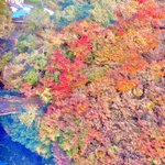 ツイートに含まれる画像