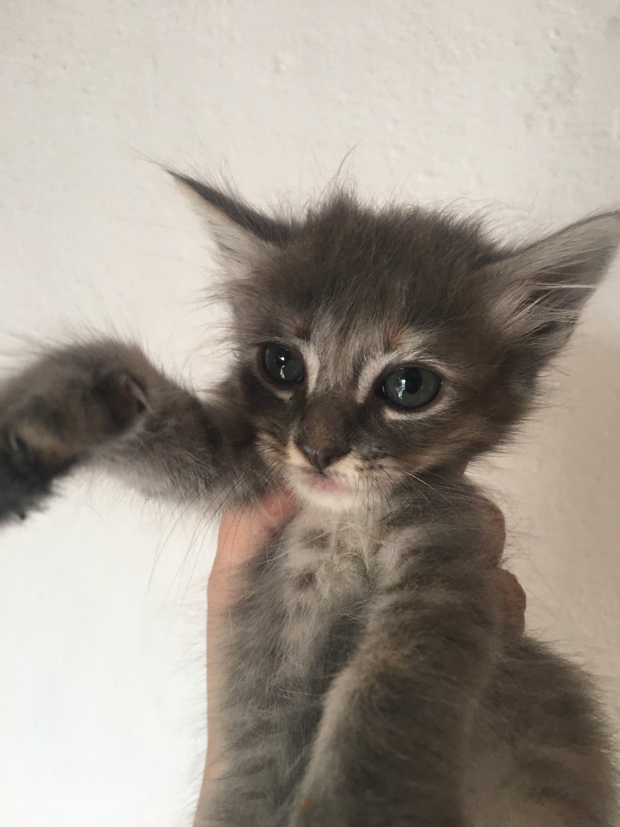 buenosairexdata's tweet photo. gatitos en adopción responsable 📩💜 https://t.co/IO6NlhhTB4