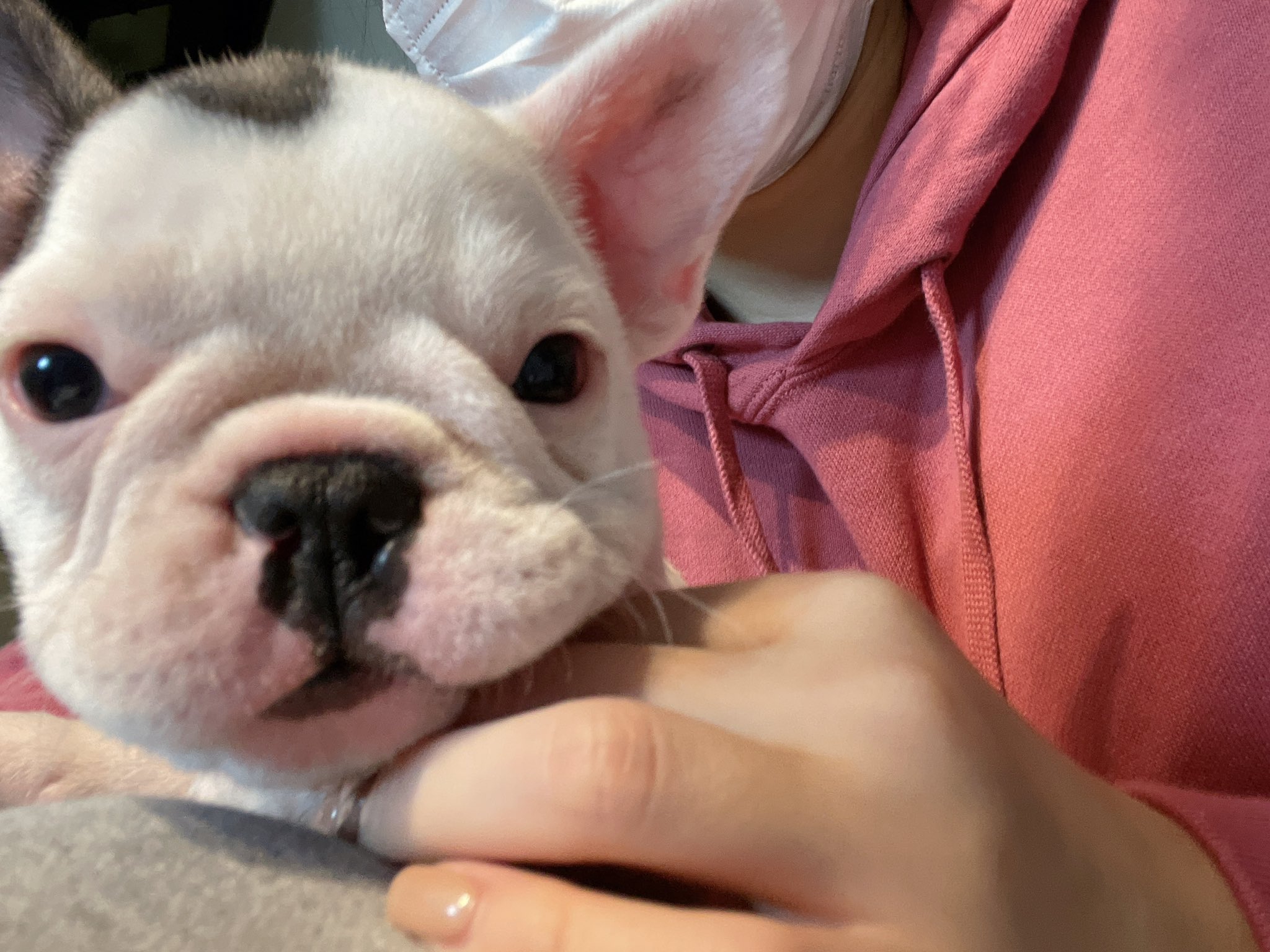 تويتر R Tti على تويتر あたちぼたん ねぇさんの心をキュンキュンさせるの得意なの って言うてます たまにうるさすぎて首根っこ引っ張ったろか思います T Co V4ti5h0vwc