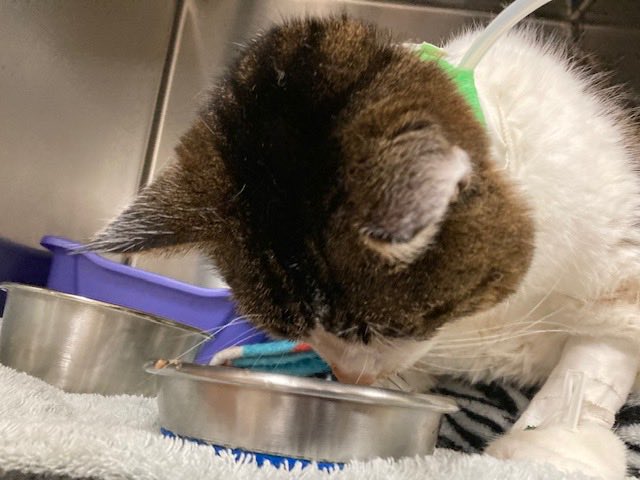growingupzee's tweet photo. Feeling great and eating on my own, after my 2nd dialysis treatment.  My human gets to visit me tomorrow.  #CatsOfTwitter https://t.co/uJVDOUgQ9e