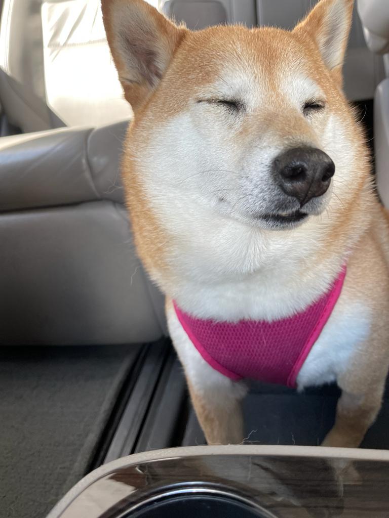 visualsalon's tweet photo. Would you buy something that cost $ 0.0004 if you think it will reach $ 0.001 in the future no matter how long it takes to get there?
#shibainu #HODL https://t.co/Iw2lS0SKXj