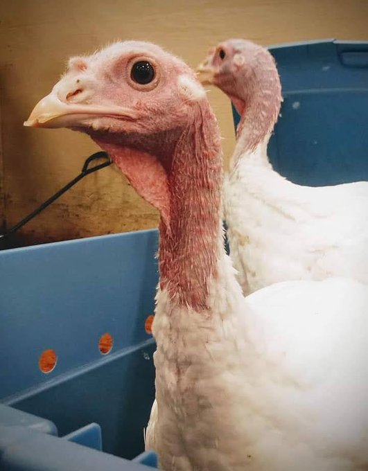 Over 46 million turkeys killed for Thanksgiving, over 22 million at Christmas. Please go Vegan. 
#Thanksgiving2021