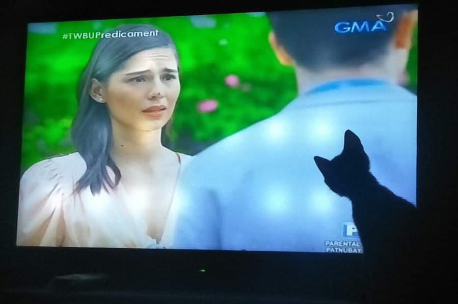 BelaSooo's tweet photo. Yung pusa namin di ko alam kung nakikinood din pag oras na ng #TWBU  laging ganyan haha #TWBUPredicament 😻🥰😁 https://t.co/1sd0hu5obg