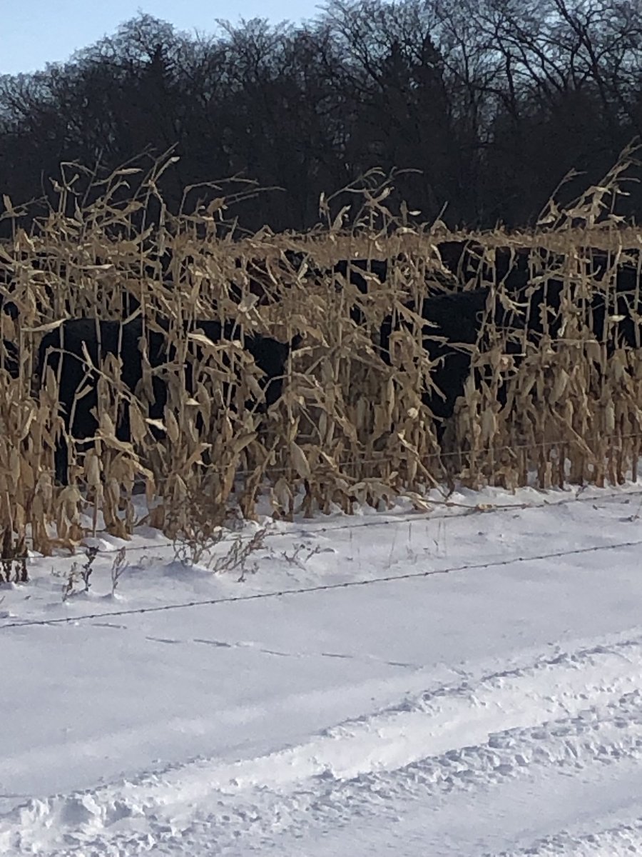 NeilVaugh1's tweet photo. Time for the annual cows in the corn patch pic. https://t.co/R3z3WuuP9u