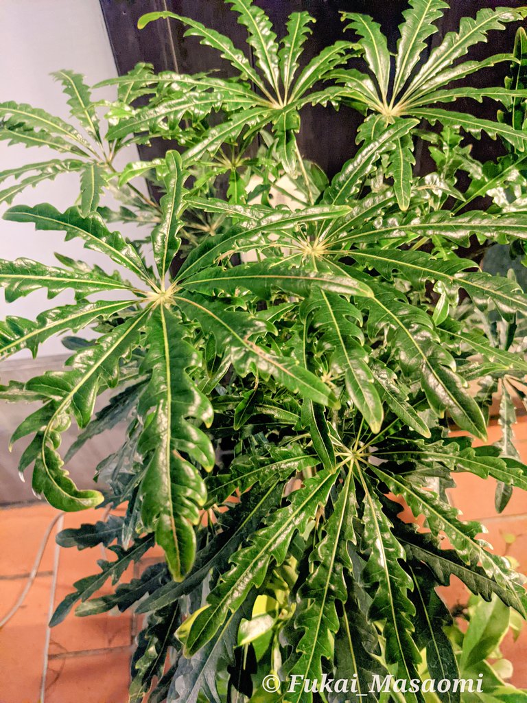 アラレア Twitter Search Twitter