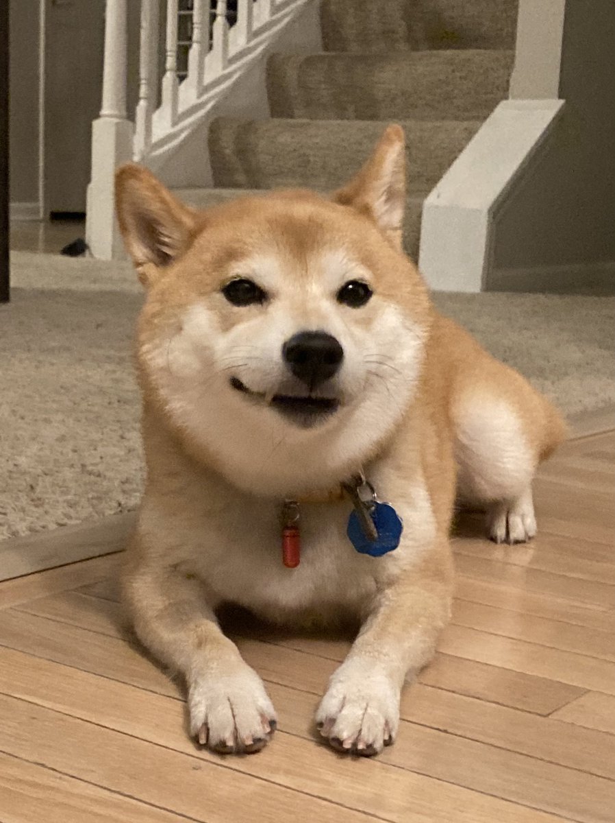 Shiba22395966's tweet image. Happy holiday ✨
#shibainu
#intheUS
#fromJPN