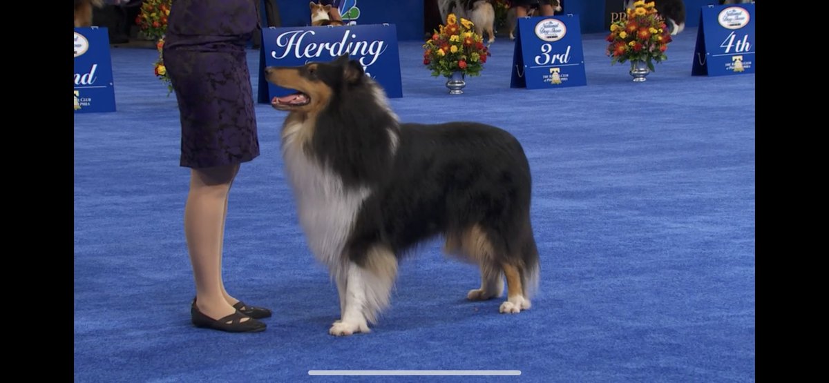 dogthanking's tweet photo. Happy #dogthanking day! https://t.co/fPFYBI7pCL