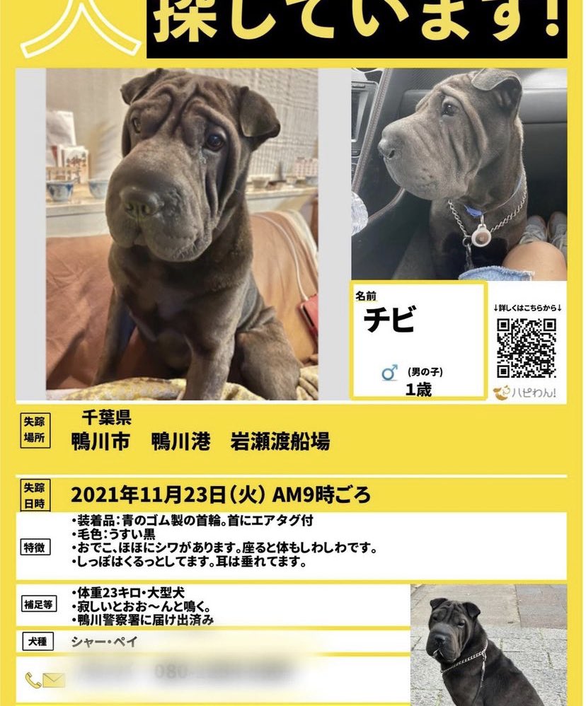 تويتر シャーペイ البحث في تويتر