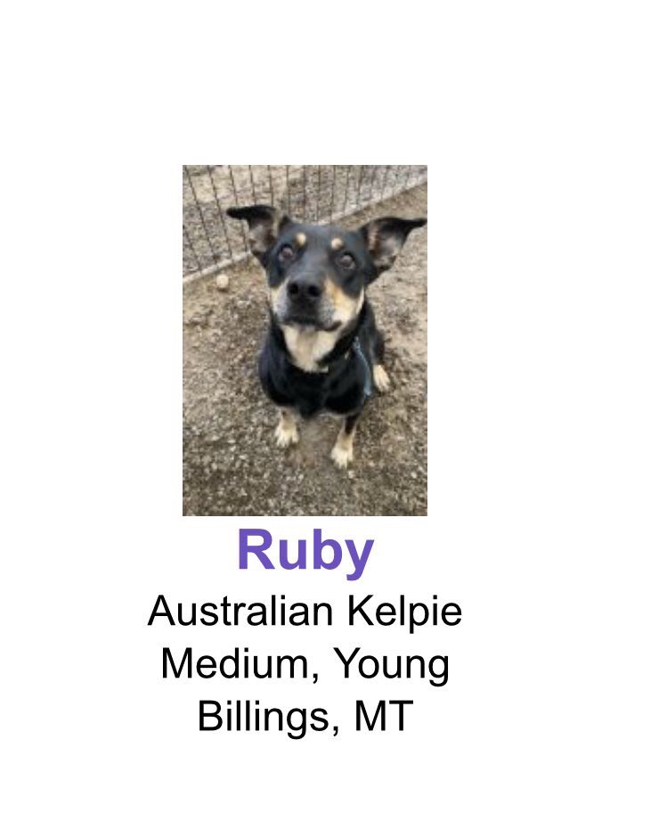 regionaldoubt's tweet photo. Hi, my name is Cillín and my dog was given away by my toxic mom and sent to a rescue across the country. They will not hold her for long and her adoption fee is $325, not including the traveling costs. She has gotten me through my depression and I am completely lost. Links below https://t.co/qnI9DT7Gzh