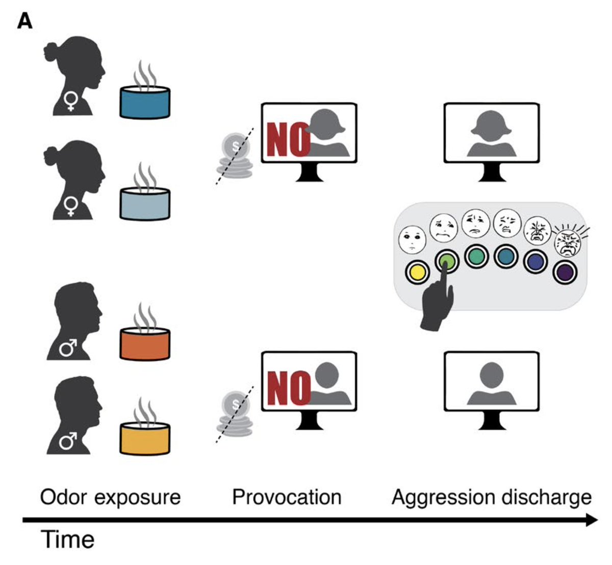 ScienceMagazine's tweet image. Sniffing a chemical in human body odor blocked aggression in men but triggered aggression in women, a new study from @ScienceAdvances finds. fcld.ly/tfe7lch