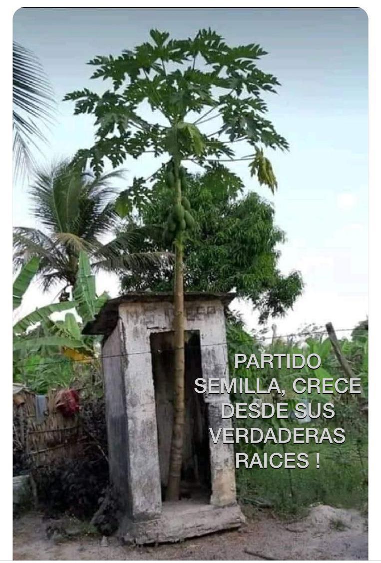 Tititavares's tweet photo. @BancadaSemilla Allí germinó semilla. Fuentes knight los sembró https://t.co/Dx15OENMRc