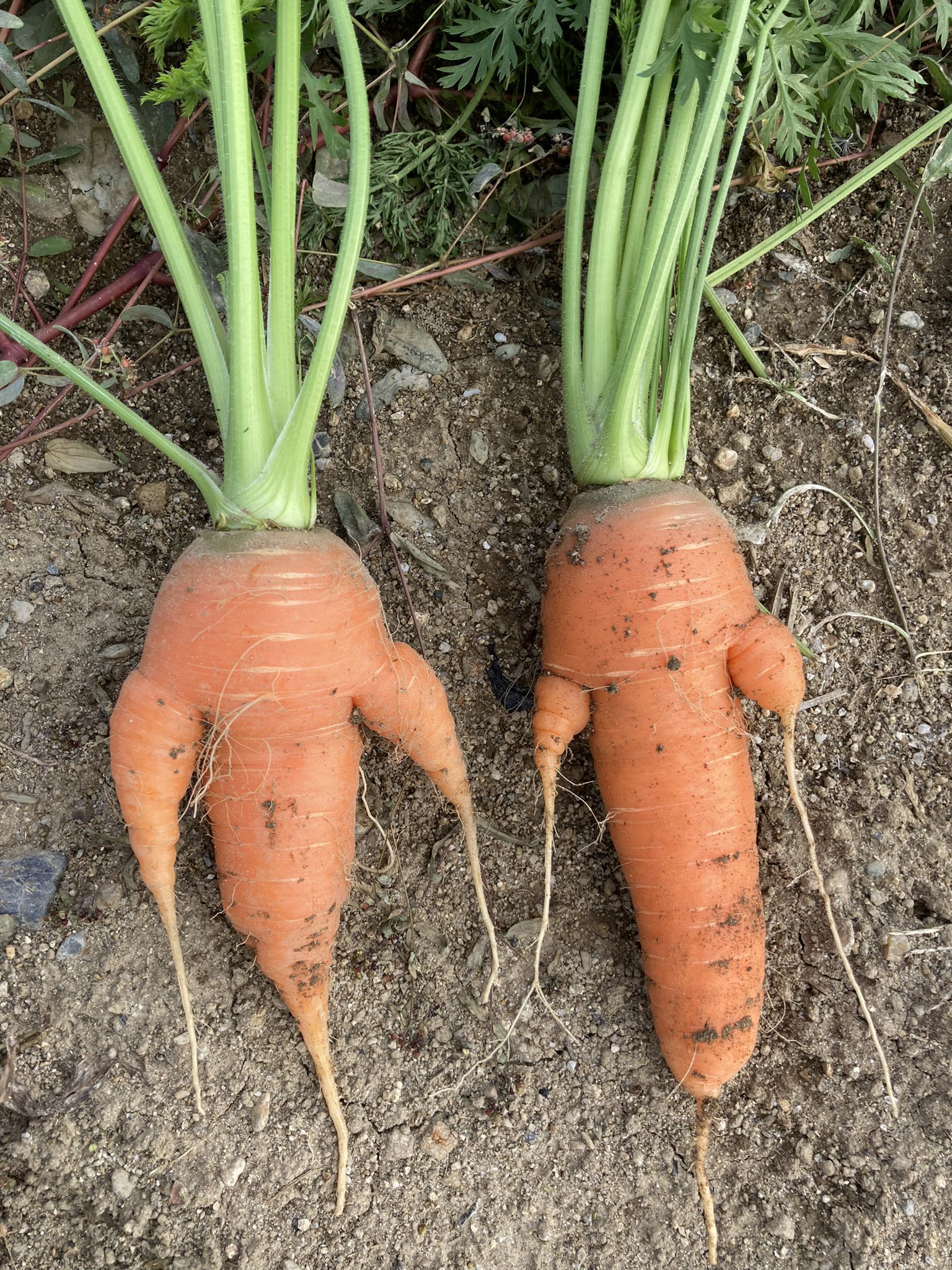 Npo法人くじらのペンギンハウス 今度の日曜日 にんじんおばけ探し体験だって いやっ 遠慮しとくよ 僕たち オバケだし 毎週日曜日 農業体験 収穫体験 大阪 岸和田 おばけにんじん ゆるキャラ オリジナルキャラクター インスタ映え 特定非