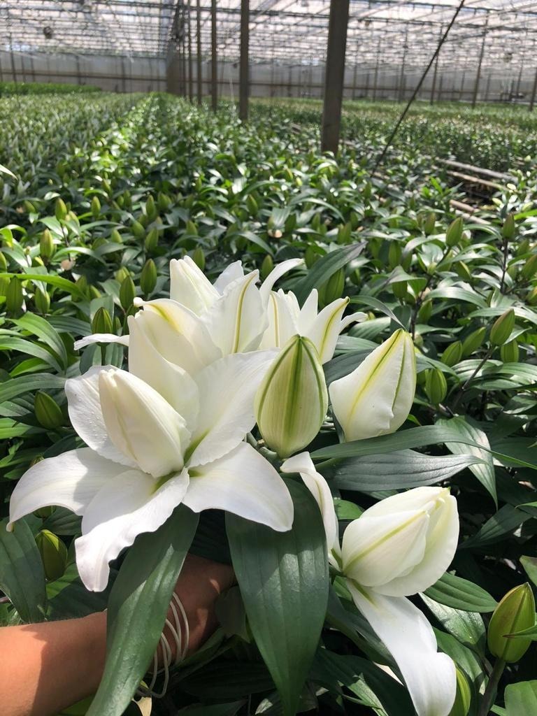 Klok 1 Naaldwijk tweet media