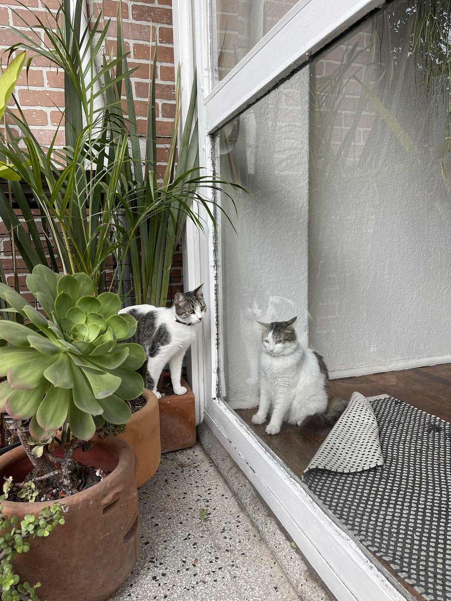 No la dejé salir al balcón por malportada