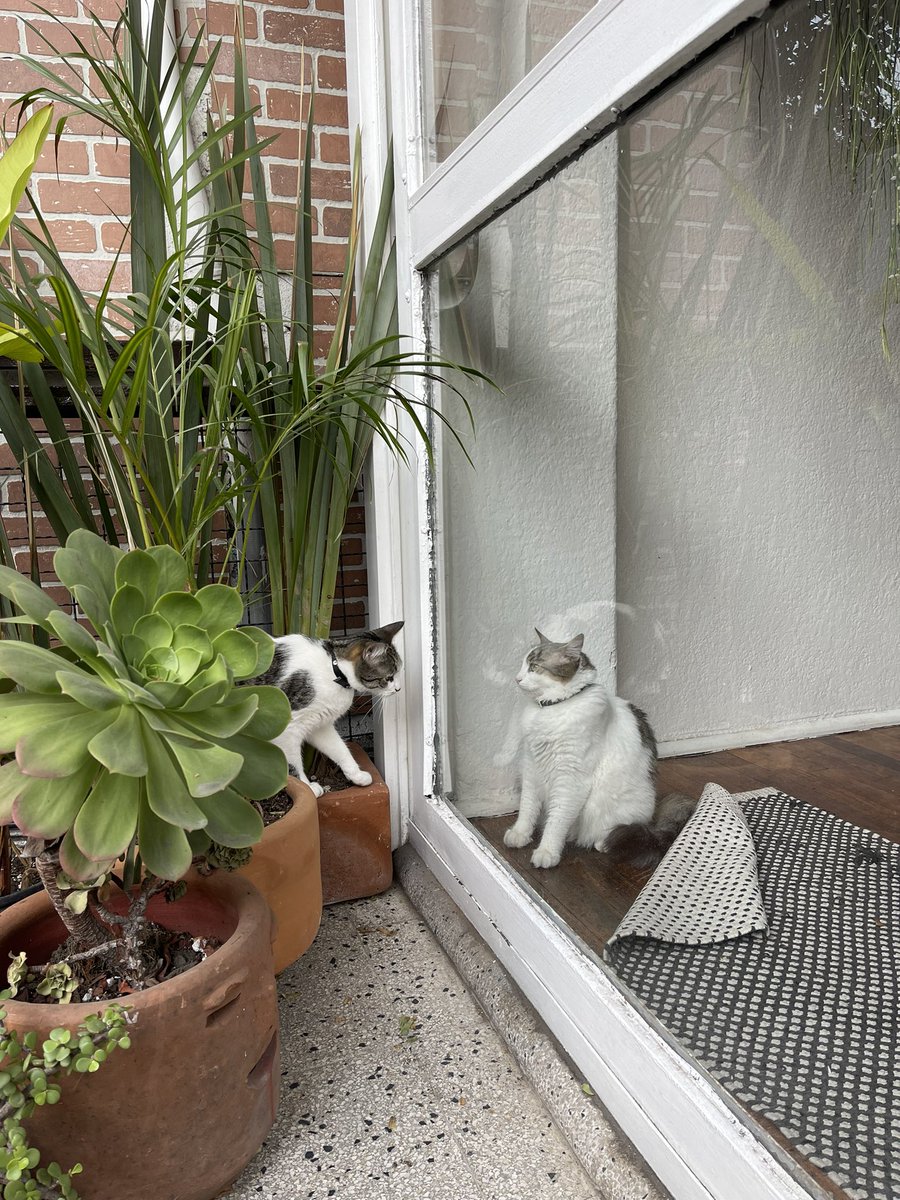 GABRIELA tweet media