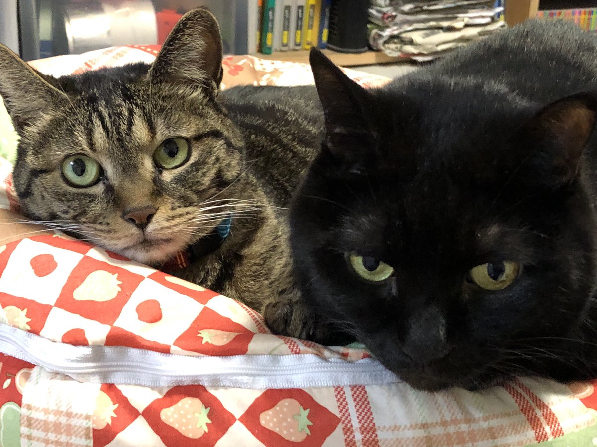MizukoMatsuda's tweet photo. 冬のお気に入りベッド。なかなか2匹一緒には、こっちを見てくれない… #猫 #黒猫 #きじとら #キジトラ #cats #black_cat #tabby_cat https://t.co/sa6iENbXBv
