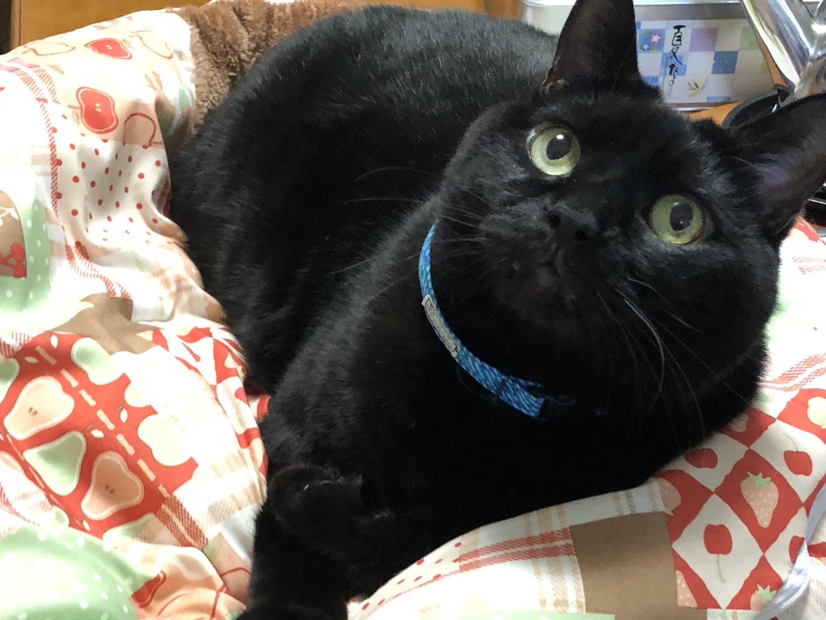 MizukoMatsuda's tweet photo. 冬のお気に入りベッド。なかなか2匹一緒には、こっちを見てくれない… #猫 #黒猫 #きじとら #キジトラ #cats #black_cat #tabby_cat https://t.co/sa6iENbXBv