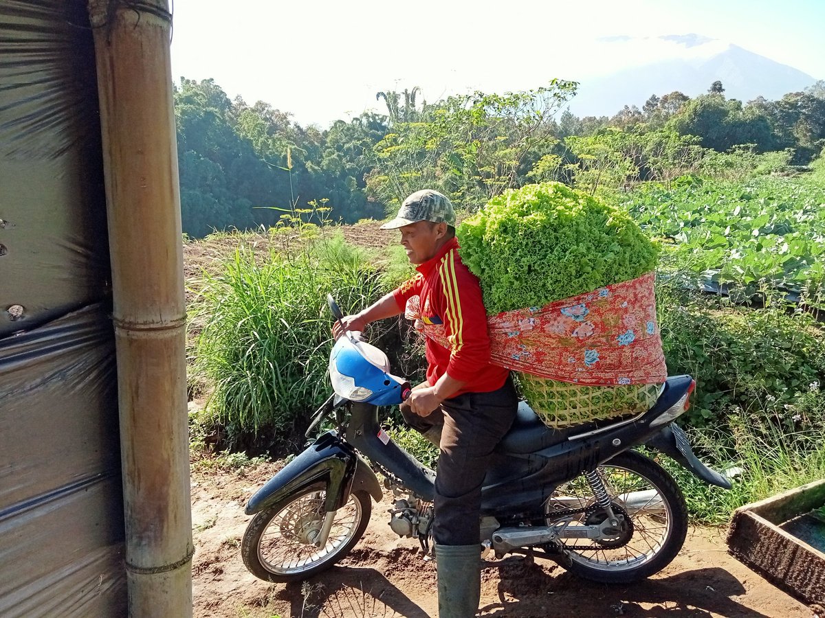 LikYoko's tweet photo. BRIKING NYUSS.
#Selada Rp25.000
#Rekor
*Aku ra duwe https://t.co/OGxChAnGaz