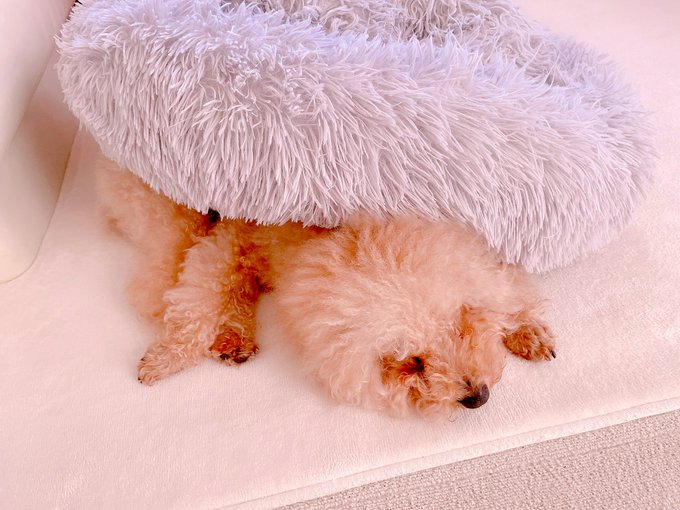 寒くなると、自分のベッドの下に入る🐶 暖房も床もついてるのに、まだ寒いのチャチャ🐶 https://t.co/NueOU7UTvA