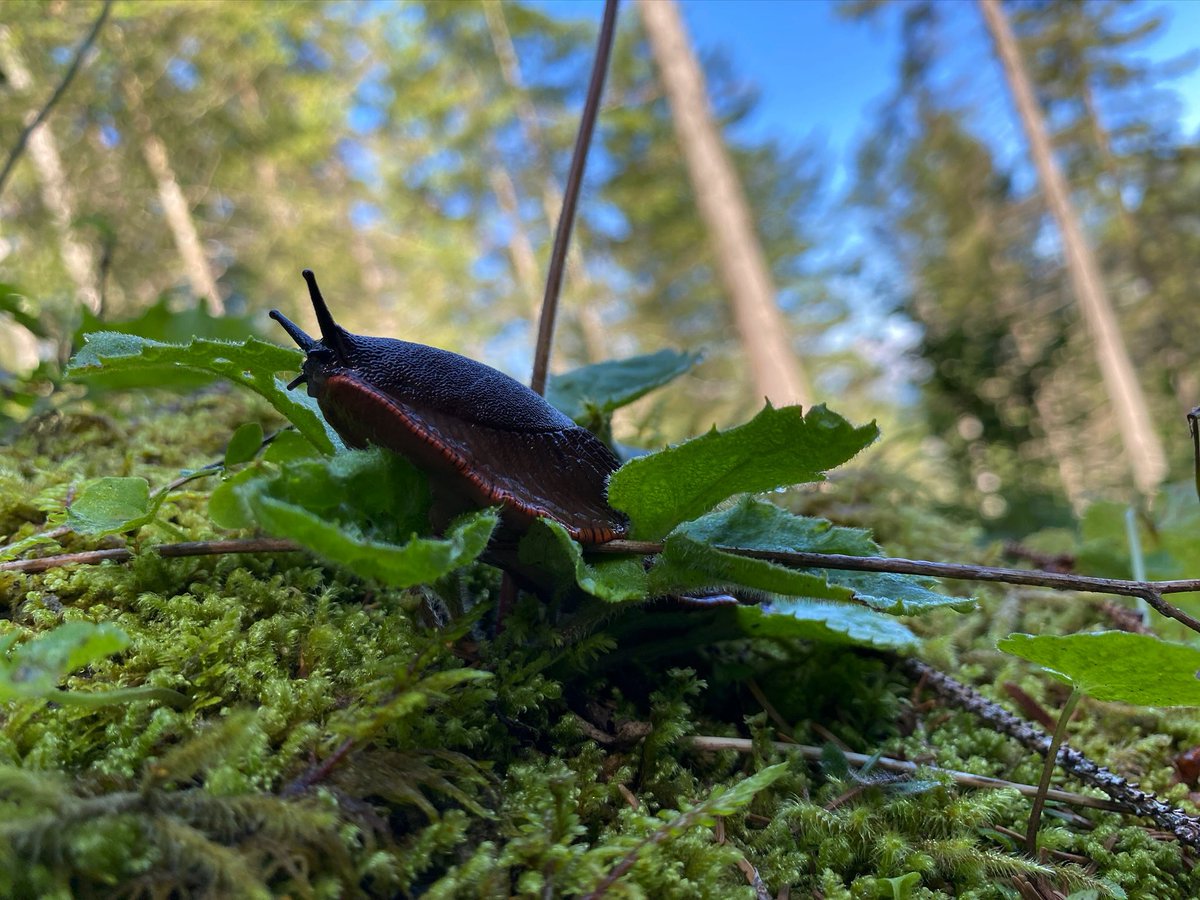 stefan_eggli's tweet photo. Ich bitte jeden, der die Natur liebt, ein selbst aufgenommenes Foto zu posten. Nur Foto, kein Text. Ziel ist es, in der negativen Atmosphäre Ruhe &amp; Ausgeglichenheit zu schaffen. Kopiere den Text &amp; platziere das Foto in der Timeline. Dann können wir es alle gemeinsam genießen. https://t.co/cvZCmQXBth