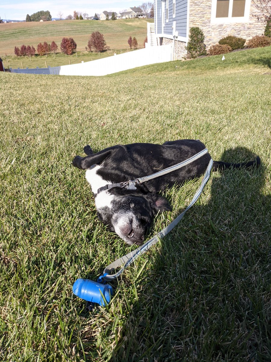 internetofdog's tweet photo. Swimming the big grassy sea. https://t.co/hAXRWeY3Sa