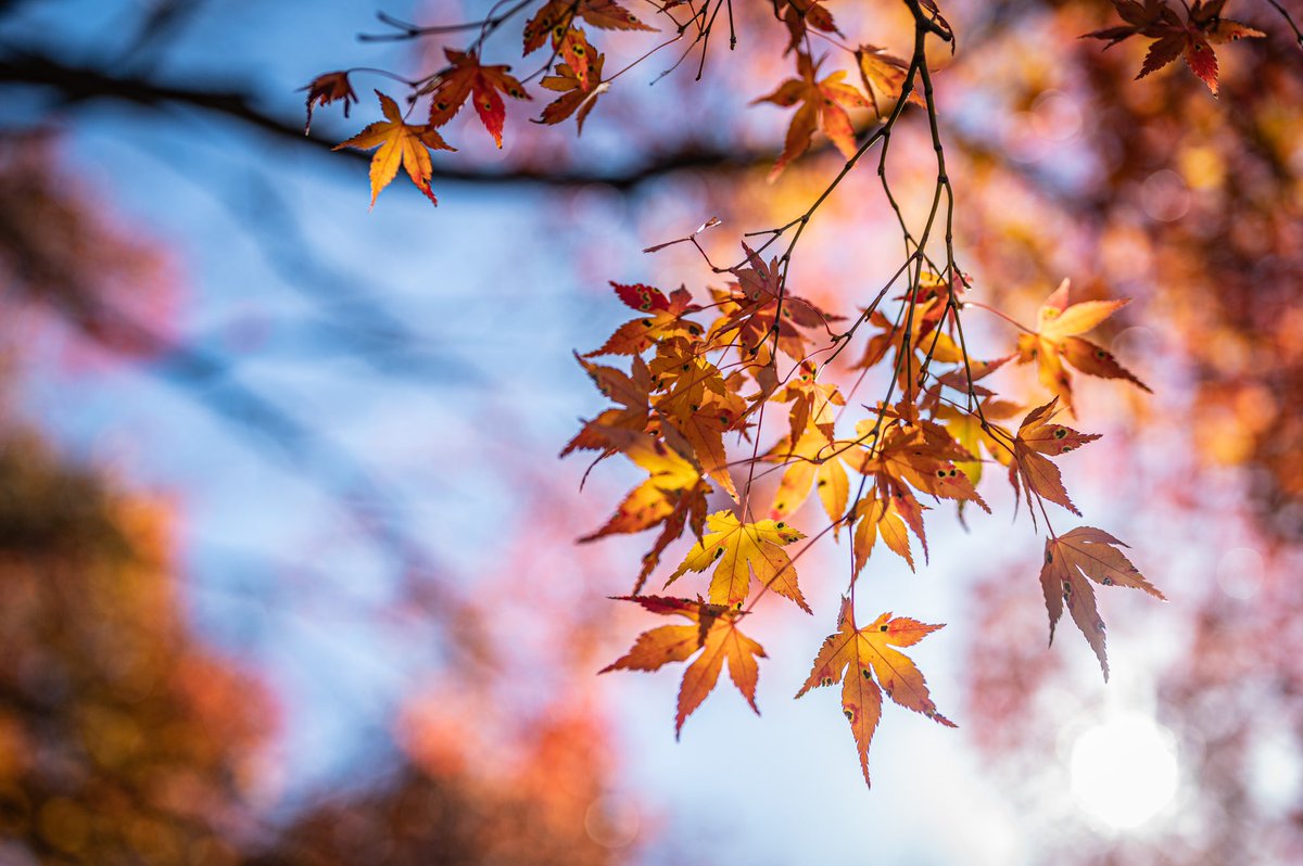 manu_bmd's tweet photo. 今日は２台体制で紅葉狩り🍁
(父親から貰ったので、ちゃんと写るかお試しちゆう) https://t.co/uz7P2xG0d1