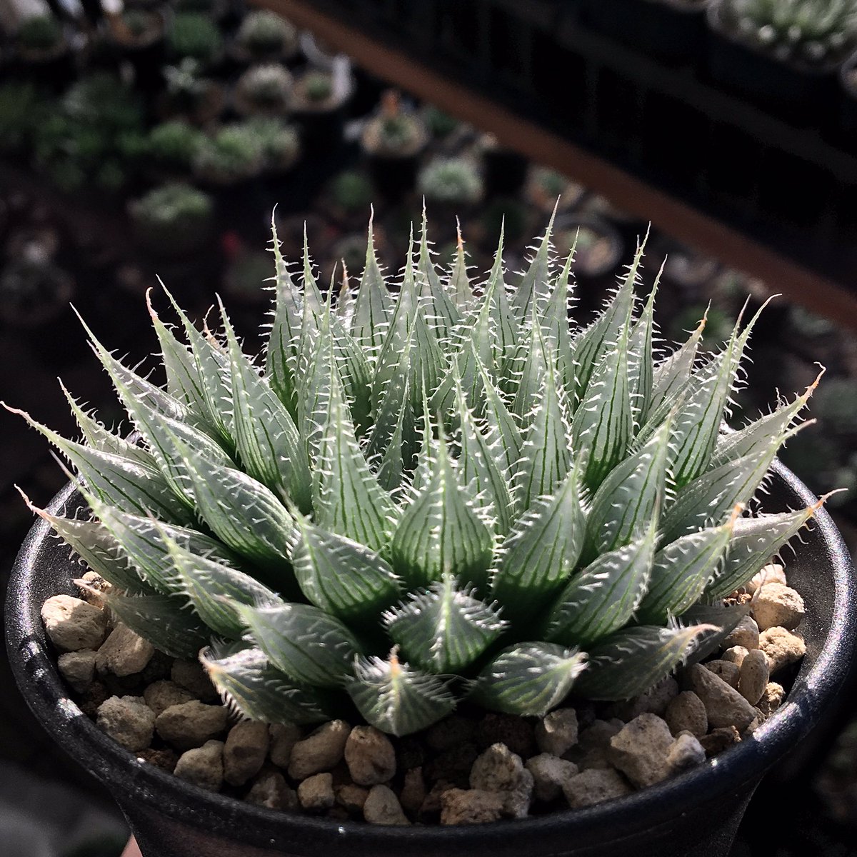 光り輝く草 Haworthia albans n.n., RIB0076, St. Alban's 興味を持っ