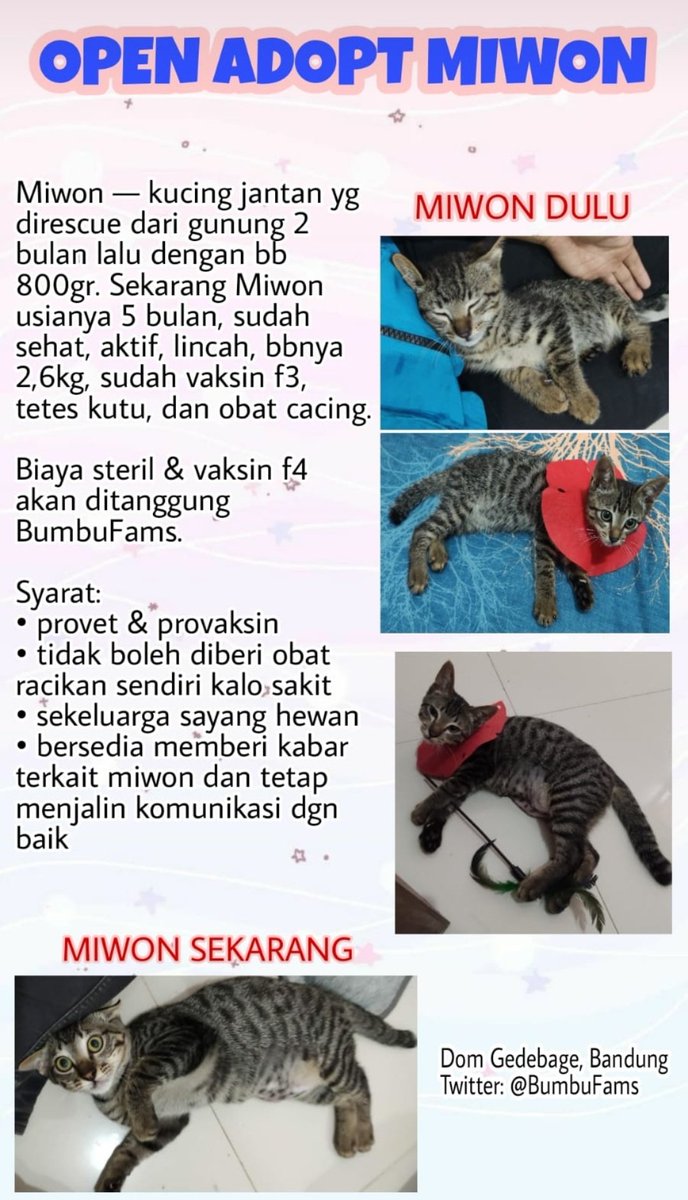 BumbuFams's tweet photo. Miwon is looking for furever home! Miwon mantan anak gunung yang udah jadi anak rumahan. Udah pinter pup pip di litterbox. Aktif lincah main terus maunyaaa. FREE ADOPT. Nanti akan dapat starter kit juga dari bumbufams

Manteman bumbufams tlg bantu RT nya yaaa makasih 🙏 https://t.co/aMTNEOYS9P