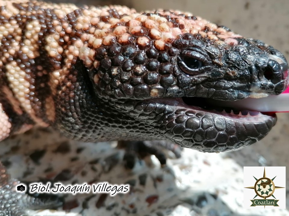 Herpeto_cosas's tweet photo. Los #Helodermas son las únicas lagartijas con la capacidad de producir e inocular VENENO, pero su sistema difiere al de las serpientes. Las glándulas productoras de veneno de los helodermas se localizan a lo largo de la maxila inferior y se conecta a la base de los dientes. https://t.co/yHDPqBZ2Di