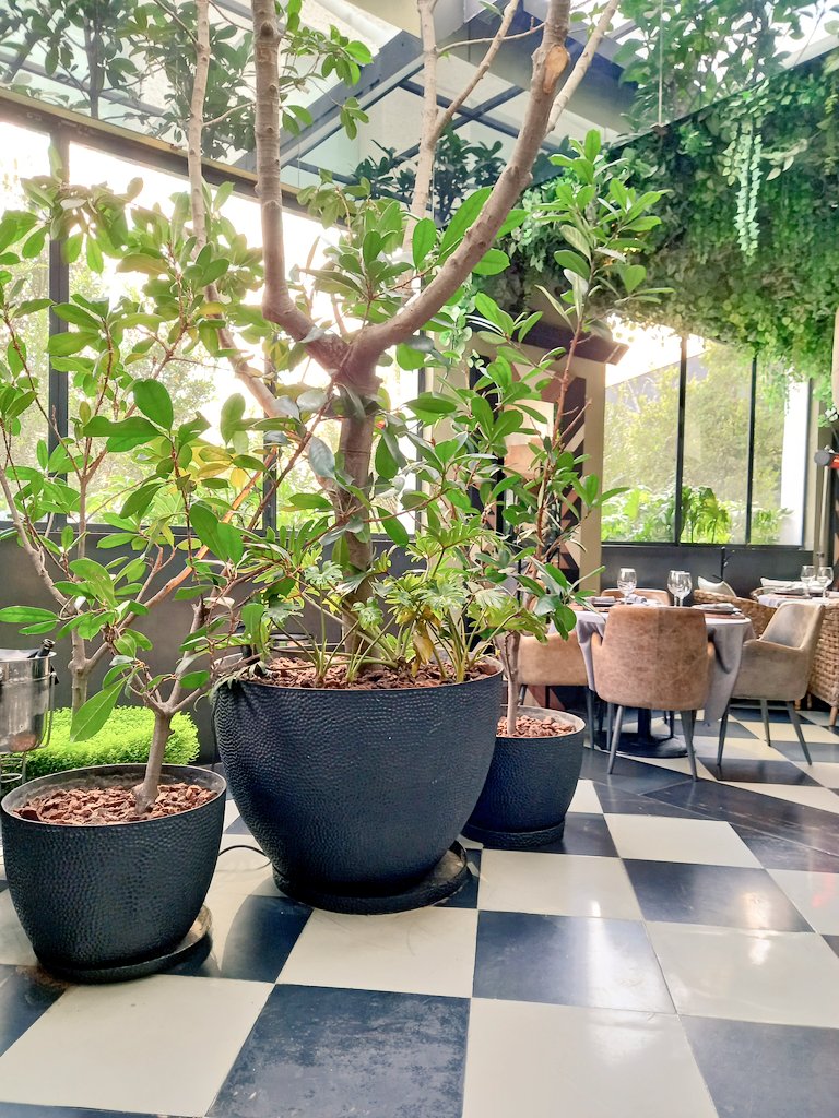 Arlett__Mendoza's tweet photo. Estuvimos en #Cachava, en Bosques de las Lomas. En este restaurante del Grupo Carolo, aunque buena parte de su carta la consagra a las brasas,  tiene otras opciones en su raw bar como este crudo de hamachi, exquisitamente aliñado con aceite de chiles y salsa ponzu. https://t.co/4jVXMrbFps