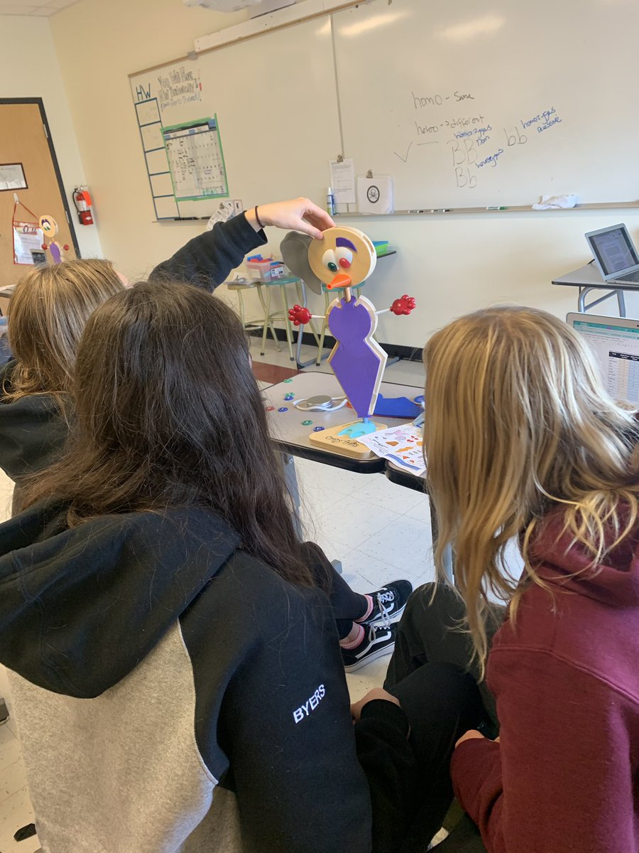 BohayJulie's tweet photo. How are physical characteristics inherited? Sc9 explored dominant and recessive traits by becoming proud parents of some crazy creatures!
#geneticsrules
#becurious
@RundleJrHigh https://t.co/NaxuMQz0Qw