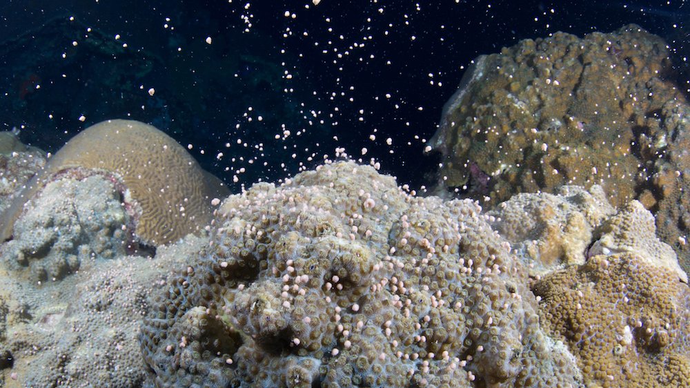carinbondar's tweet photo. oooooh time for the #broadcast #spawn! (aka #CoralSex) https://t.co/2Xm2C9Us04 #coral #barrierreef #reproduction image via @noaa https://t.co/q1TH7C1WSE