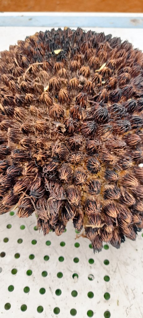 tongamp_g's tweet image. #karuka #pandanus #bushnut