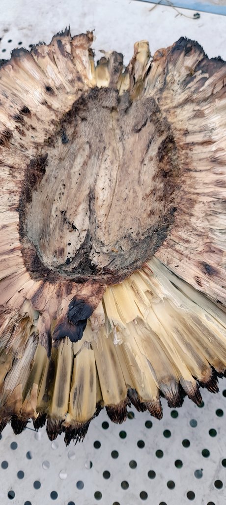 tongamp_g's tweet image. #karuka #pandanus #bushnut