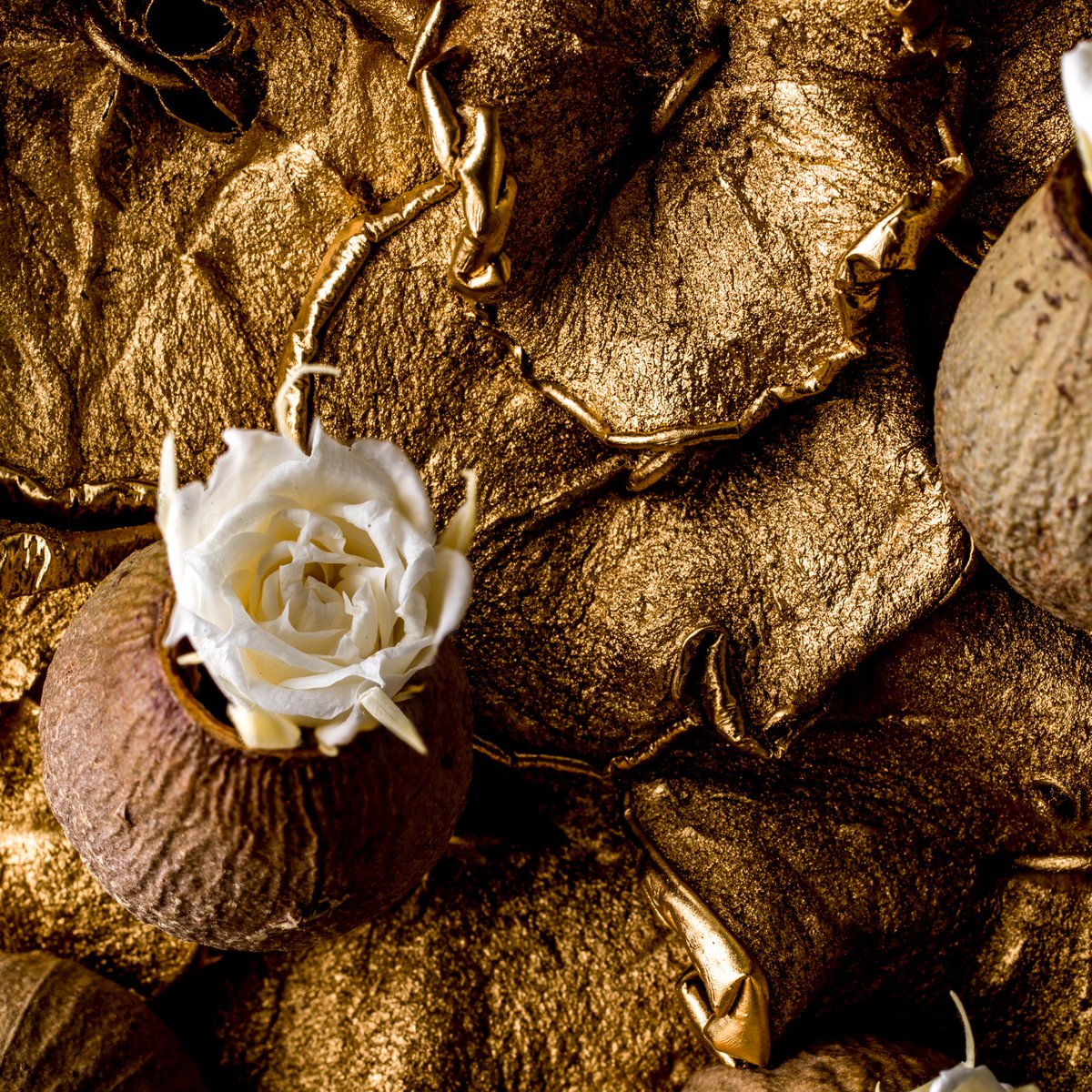Eucalyptus seed pods with white roses. #nicolaibergmann #ニコライバーグマン @thenicolaibergmann