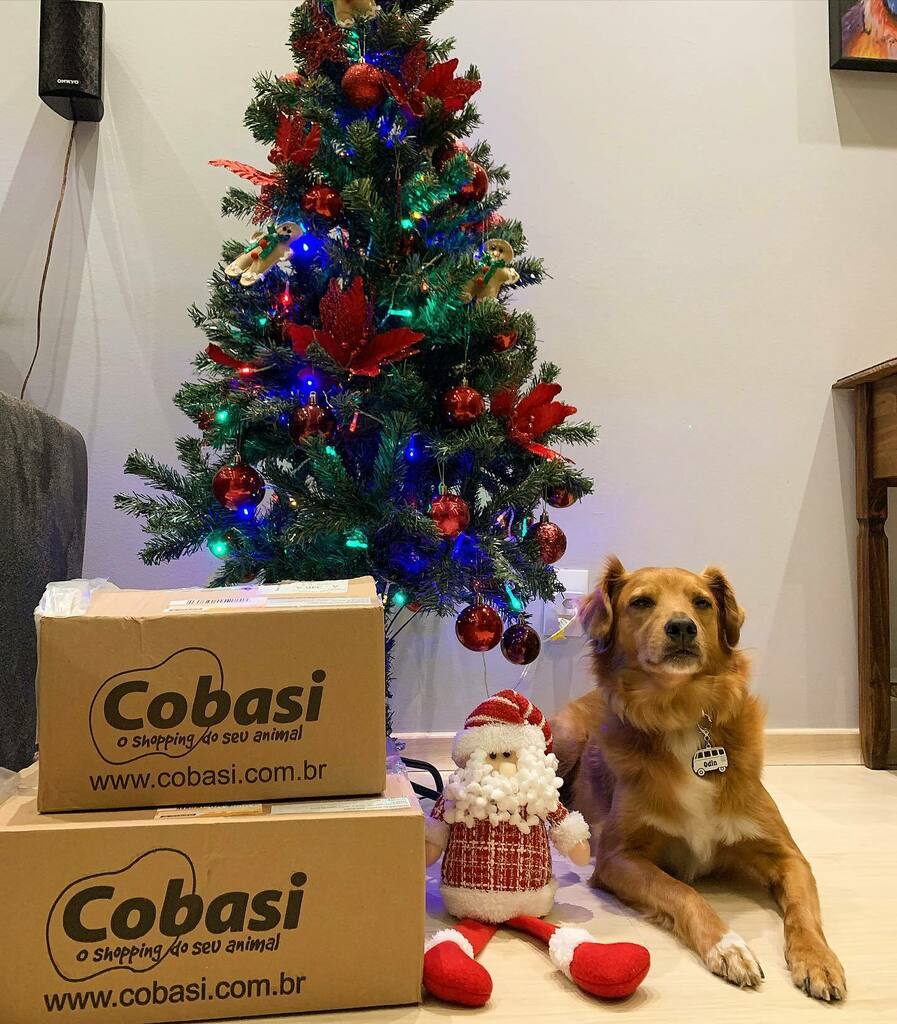 odinsrd's tweet photo. Como eu sou muito aumigo de auces, comunico que começou a #BlackFriday da @cobasi 

Está rolando muito promoção, descontos de até 70%.
Corram até a loja mais próxima ou acesse o site e app para conferirem. 

Eu já comecei a fazer o meu estoque. Agora é só meus humanos libera… https://t.co/a7lqQQpj7u